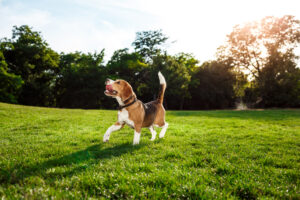 Pets care and gardening